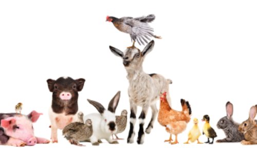 Pour la mise en place d'une police pour les animaux