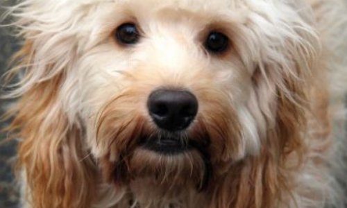 Non à l'euthanasie de convenance au Refuge de L'Espoir, 02100 Rouvroy