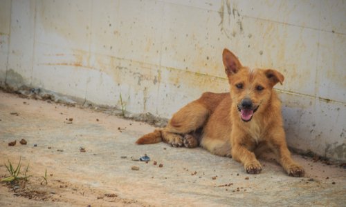 Stop aux massacres de chiens en Roumanie