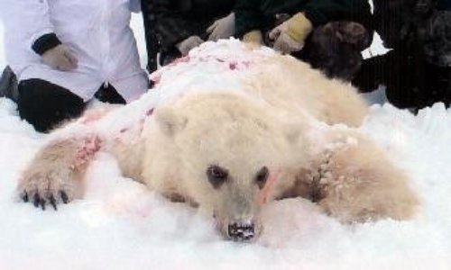 NON à la chasse aux ours polaires au Canada!