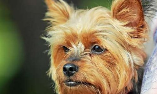 Peine exemplaire contre l'individu ayant jeté son chien du 6ième étage à Landerneau