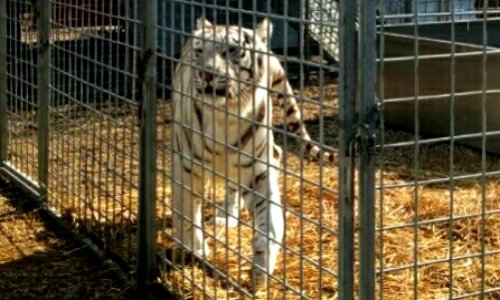 Stop aux cirques avec animaux à Toul
