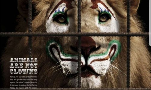 Interdiction des cirques avec animaux sur les communes de Faverges et Doussard