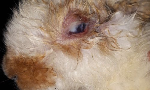 Sortir au plus vite les animaux enfermés et maltraités bidonvilles Audun-Le-Tiche