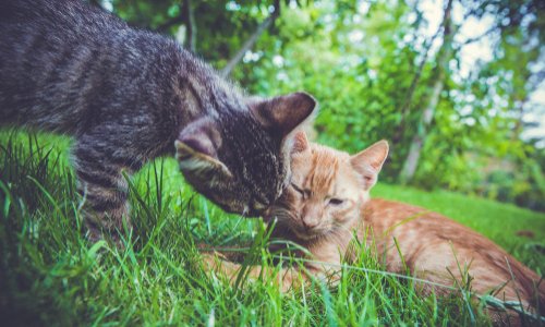 Disparition de deux chats nourris depuis 2011 à 2018