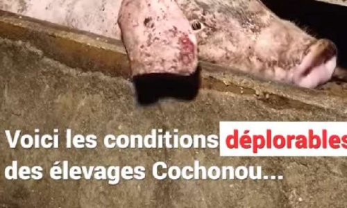 L'enfer des élevages intensifs des porcs !