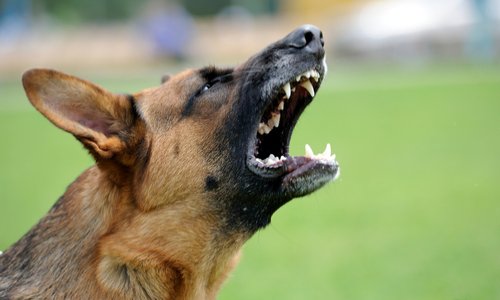 Mettons fin aux horribles combats de chiens !