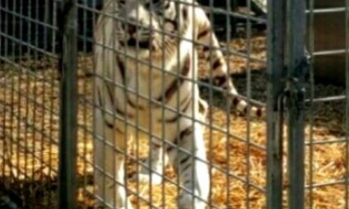 Finissons-en avec les cirques animaliers à Sens !