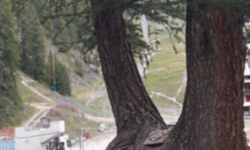 Sauvons l'arbre bicentenaire de la station de Vars