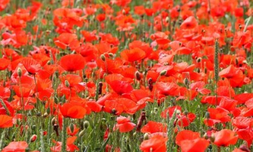 Soutien au Maire de Revest des Brousses (04150) dans son combat contre les pesticides