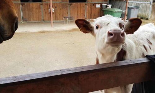 Sauver les animaux de cette association non protectrice des animaux