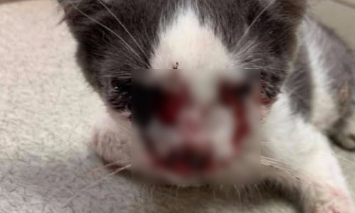 Maltraitance animale : STOP aux sanctions laxistes OUI au retrait du permis à vie