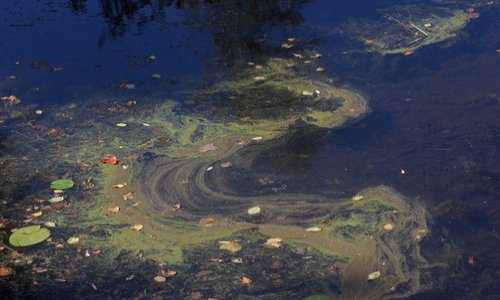 Stop aux cyanobactéries