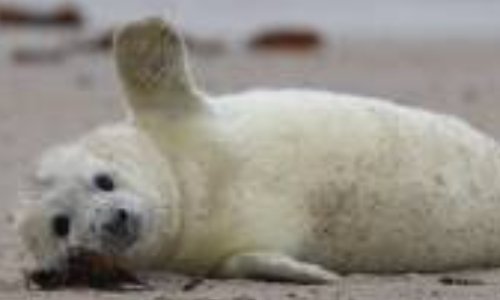 NON à ce projet : la Suède envisage de rétablir la chasse aux phoques