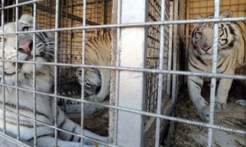 STOP AU CIRQUE AVEC ANIMAUX