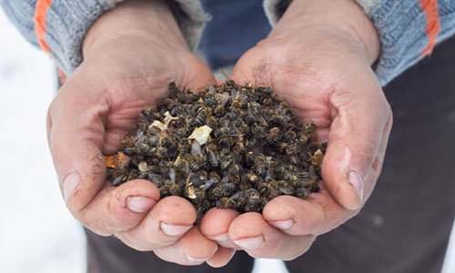 Génocide des insectes : MOBILISATION GÉNÉRALE !!