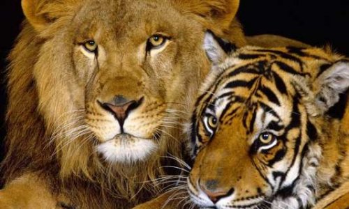 Non aux cirques avec animaux à Meximieux