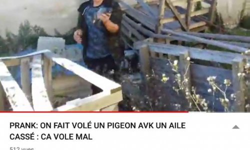 Des jeunes s'amusent à maltraiter un pigeon avec une aile cassée tout en se filmant et postant leurs exploits sur YouTube