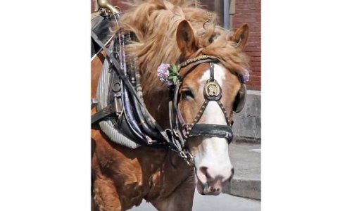 Pour la reconnaissance patrimoniale du cheval urbain au Québec