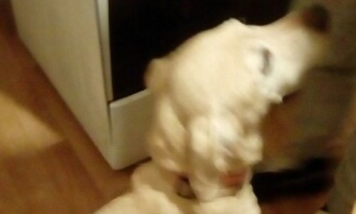 JUSTICE POUR DINA, CHIENNE MARTYRE à DELLE (90)