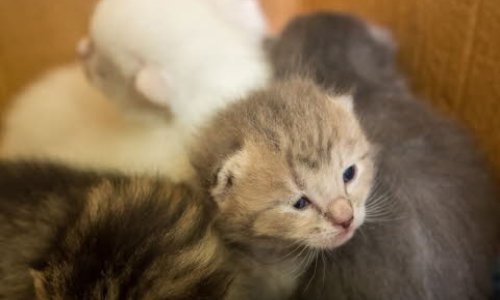 POUR L'INSTAURATION DU PERMIS DE DÉTENTION DE CHATS ET DE CHIENS