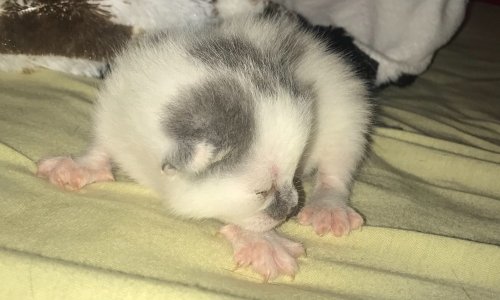 Garder le chaton avec une tache grise sur le nez