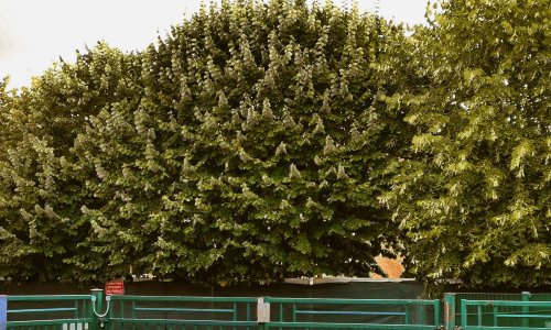 Sauvons les arbres de l'école Pasteur !