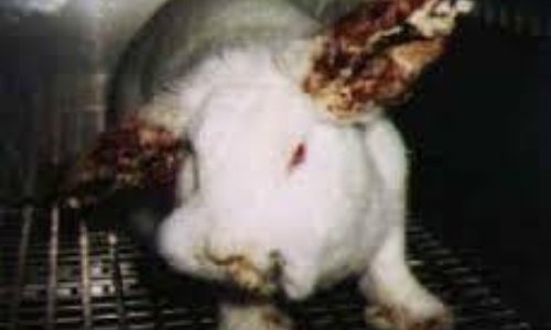 Élevage intensif de lapins à Nueil-les-Aubiers : inconscience des éleveurs