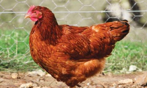 Autoriser les poulaillers urbains en ville !