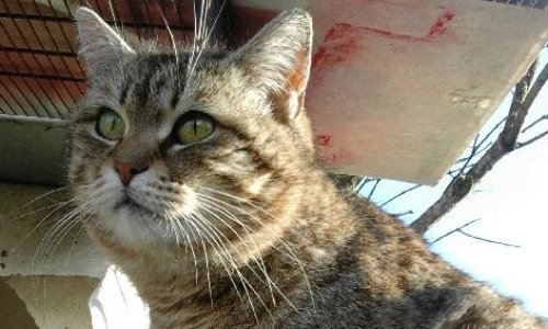 Justice pour PAPILLOTTE, chatte assassinée à Saint Quentin 02