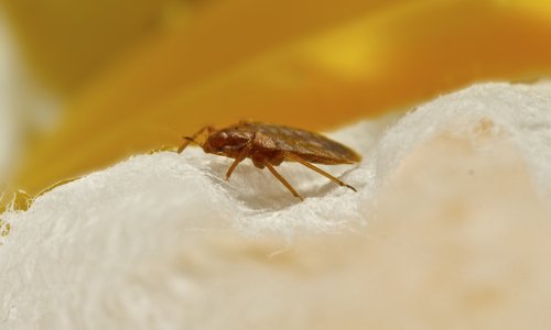 Alerte punaises de lit