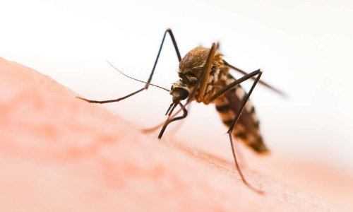 Une loi pour autoriser la lutte contre le moustique tigre