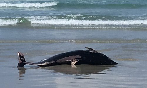 Stop à l’hécatombe des dauphins de la baie d’Audierne