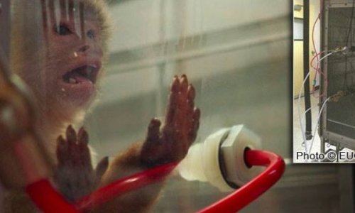 Libération des chimpanzés