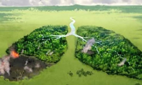 L'AMAZONIE EN FEU, AGISSONS! Des fonds supplémentaires pour aider à la protection de l'Amazonie