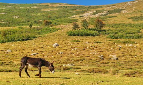 Contre l'abattage en Corse