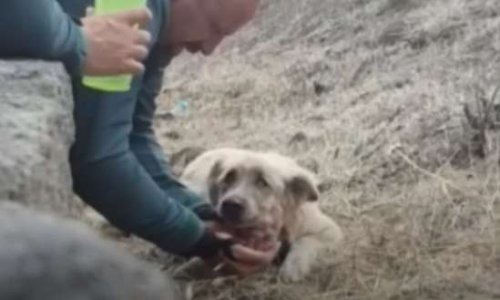 Pour un plan d'évacuation des animaux dans les catastrophes aux îles Canaries