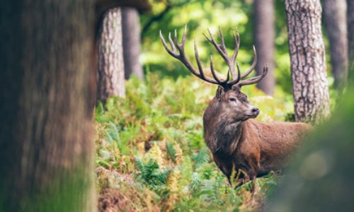 L'abolition de la chasse (à courre)