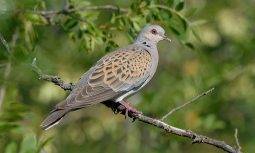 STOP à la chasse de la tourterelle des bois, une espèce en voie de disparition !