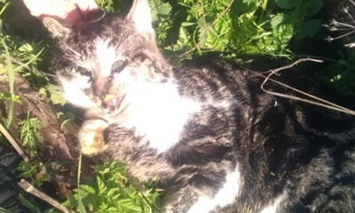 JUSTICE pour PISTACHE VICTIME DE PIEGEAGE ILLEGAL dans les Ardennes!