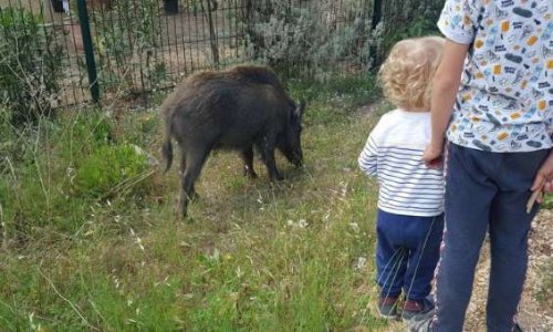 CHARLIE LE SANGLIER SOCIABLE DE PORT MIOU(Cassis): TOUJOURS EN DANGER !