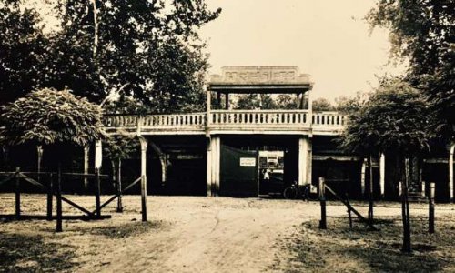 Les grands arbres des arènes seront bientot abattus
