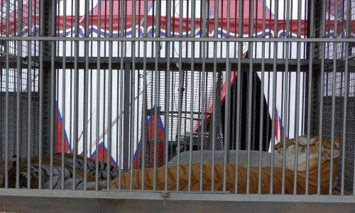 Non aux cirques avec animaux à Gargenville !