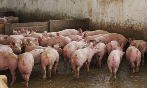 Fermez l'élevage industriel de porcs de Monsieur François Valy à Ruffiac de le 56 (Morbihan) qui vivent dans des conditions déplorables