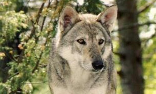 Le seul loup de la plaine de Meurthe-et-Moselle devrait bientôt être abattu