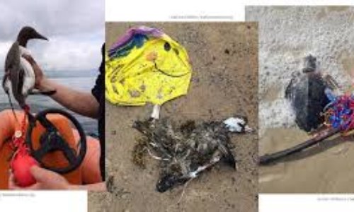 Les lâchers de ballons tuent : renoncez-y pour la fête de Chaintréauville