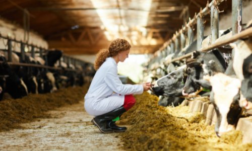 Pour le respect du bien-être animal dans les accords commerciaux de l'UE avec d'autres pays