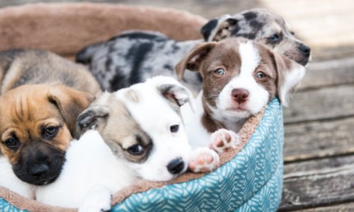 Pour l’arrêt des importations illégales de chiots d’Europe de l’Est