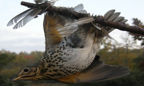 Contre la tuerie des oiseaux par la glu