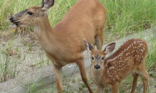 NON À LA CHASSE À L’ARME À FEU AUX CHEVREUILS (MÂLES, FEMELLES ET FAONS)